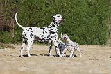 DALMATIEN 092